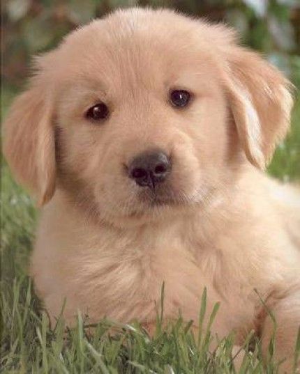 puppy_love001_golden_retriever.jpg