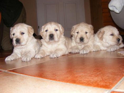 tesek-a-golden-retriever-2009-es-novemberi-szuletesu-kutya-kolyok-elado.jpg